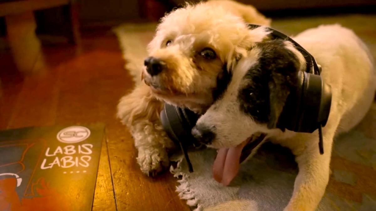 Two dogs stars Sponge Cola's music video Labis-labis