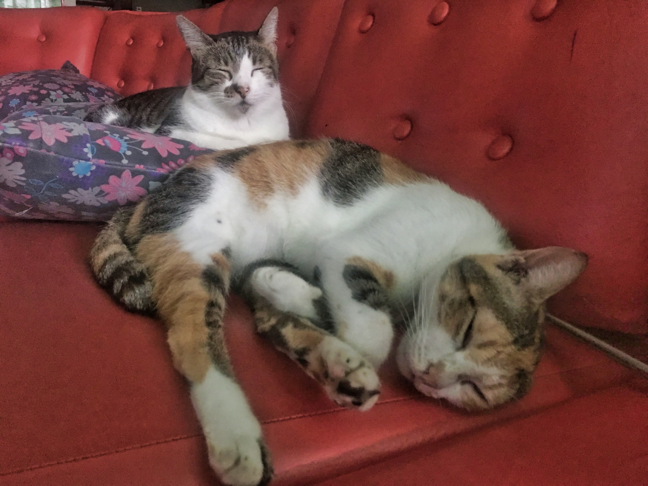 Our furballs - Two of our 13 Cats